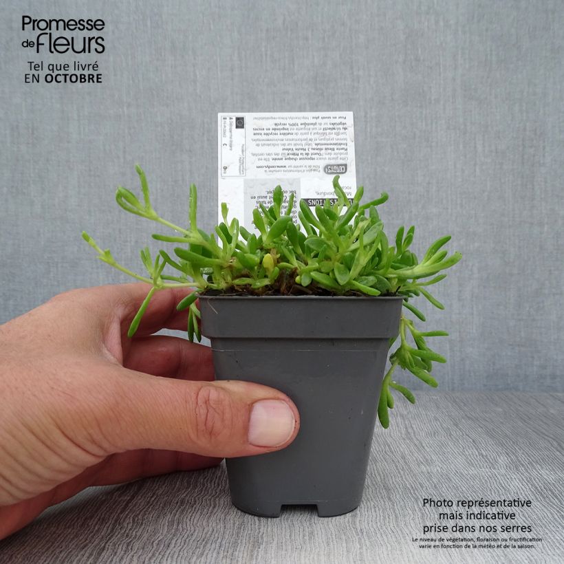 Delosperma lineare 8/9 cm pot sample as delivered in autumn