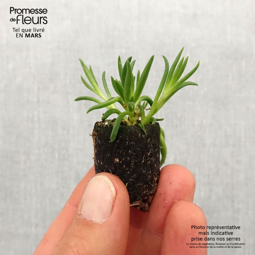 Delosperma x cooperi Royal Ranger Neon Plug plant 3/4cm sample as delivered in spring