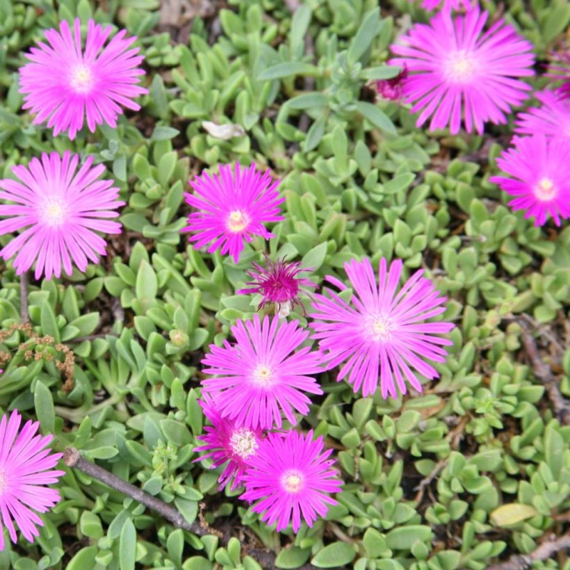 Delosperma cooperi Table Mountain (Flowering)