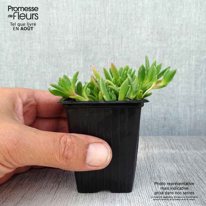 Delosperma cooperi Table Mountain 7/8 cm pot sample as delivered in summer