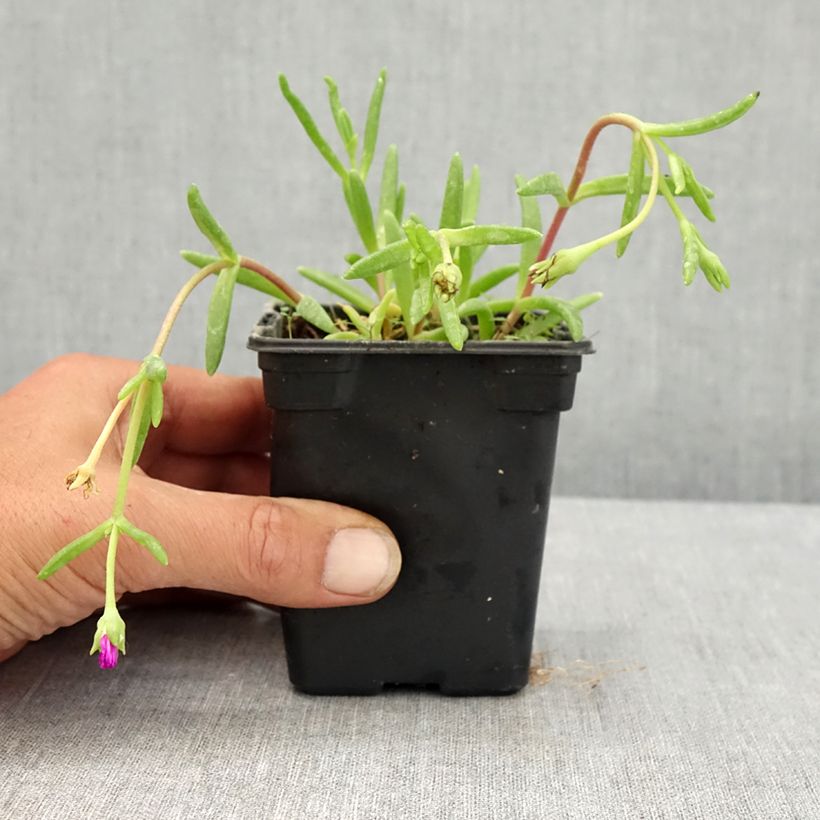 Delosperma Wheels of Wonder Violet 8/9 cm pot sample as delivered in summer