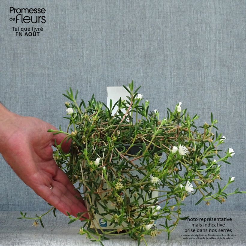 Delosperma Wheels of Wonder White - Ice Plant 2L/3L pot sample as delivered in summer