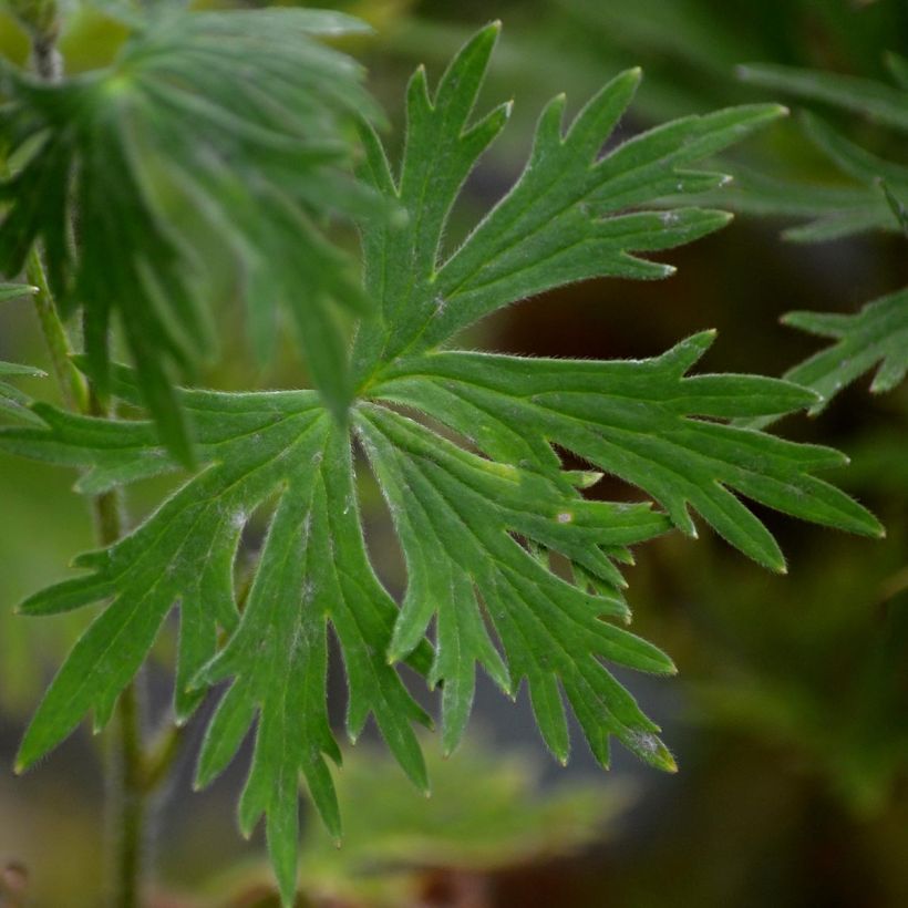 Delphinium belladonna Bellamosum - Larkspur (Foliage)