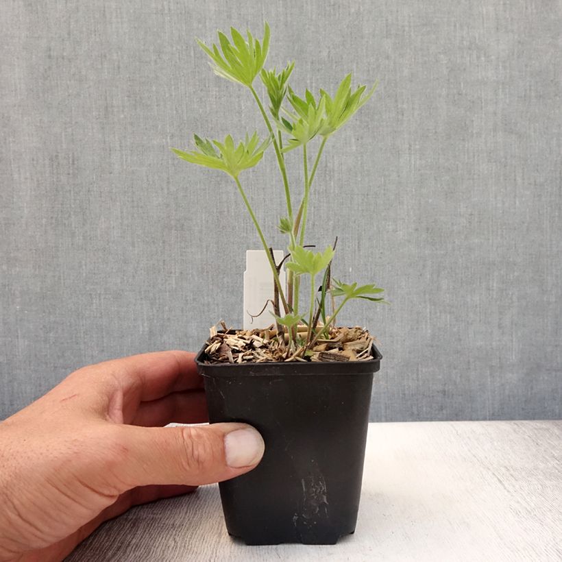 Delphinium Kleine Nachtmusik - Larkspur 8/9 cm pot sample as delivered in summer