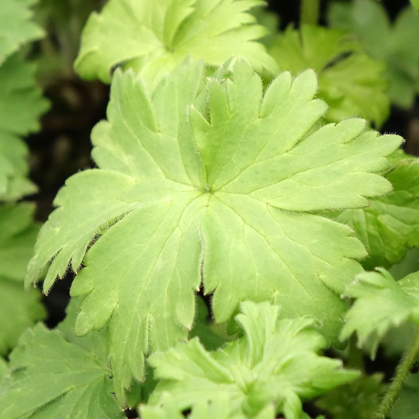 Delphinium Highlander Bolero - Larkspur (Foliage)