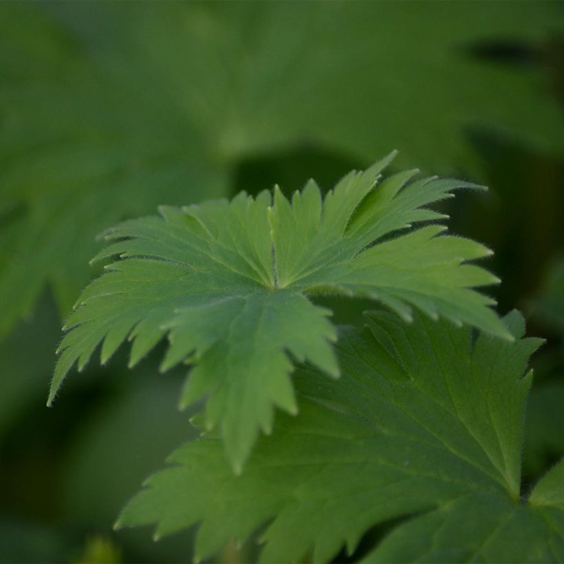 Delphinium Astolat Group - Larkspur (Foliage)