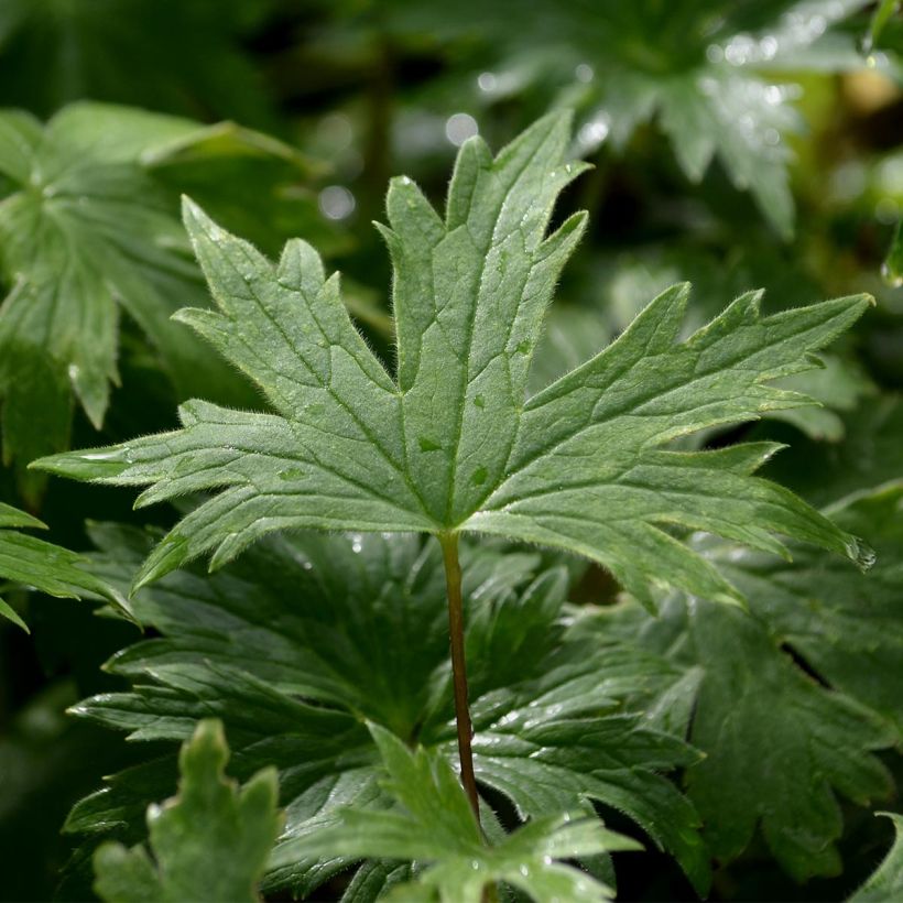 Delphinium Völkerfrieden - Larkspur (Foliage)