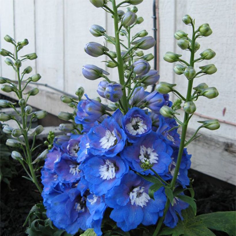 Delphinium Groupe Pacific-hybrid Blue Bird - Larkspur (Flowering)