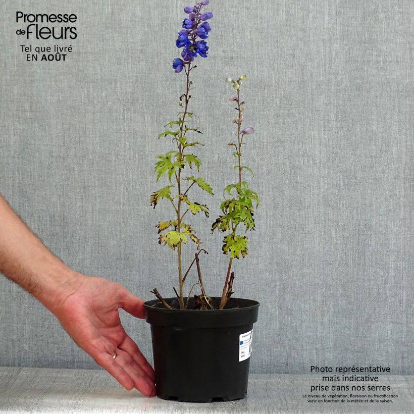 Delphinium Blue Jay - Larkspur 2L/3L pot sample as delivered in summer
