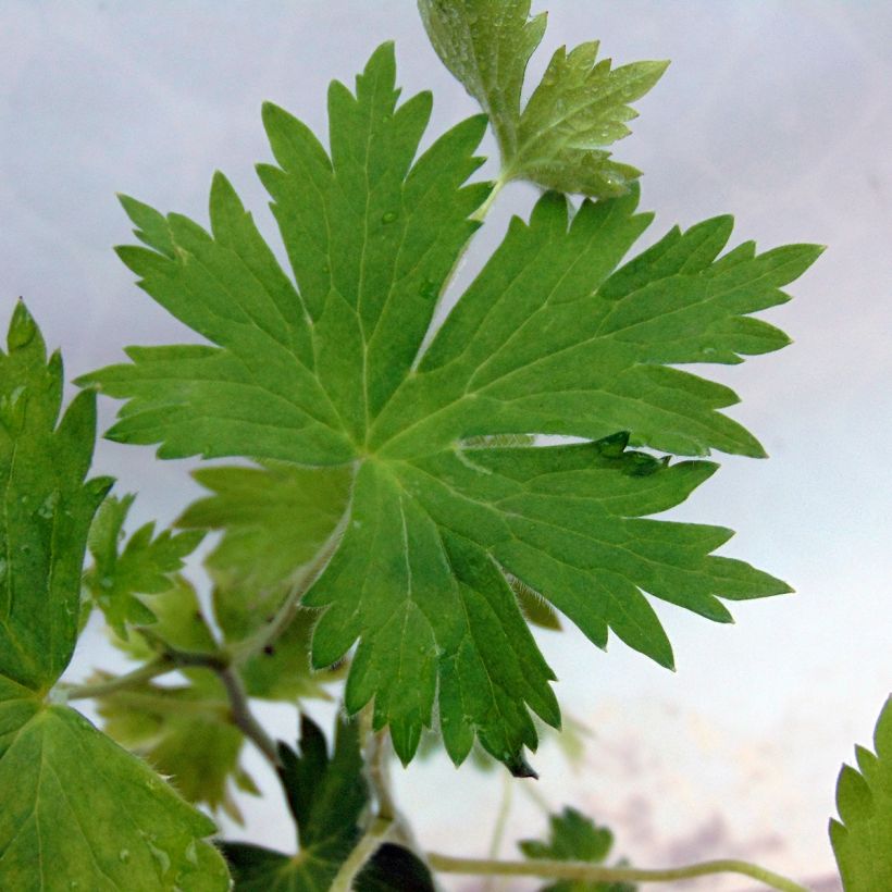 Delphinium King Arthur - Larkspur (Foliage)