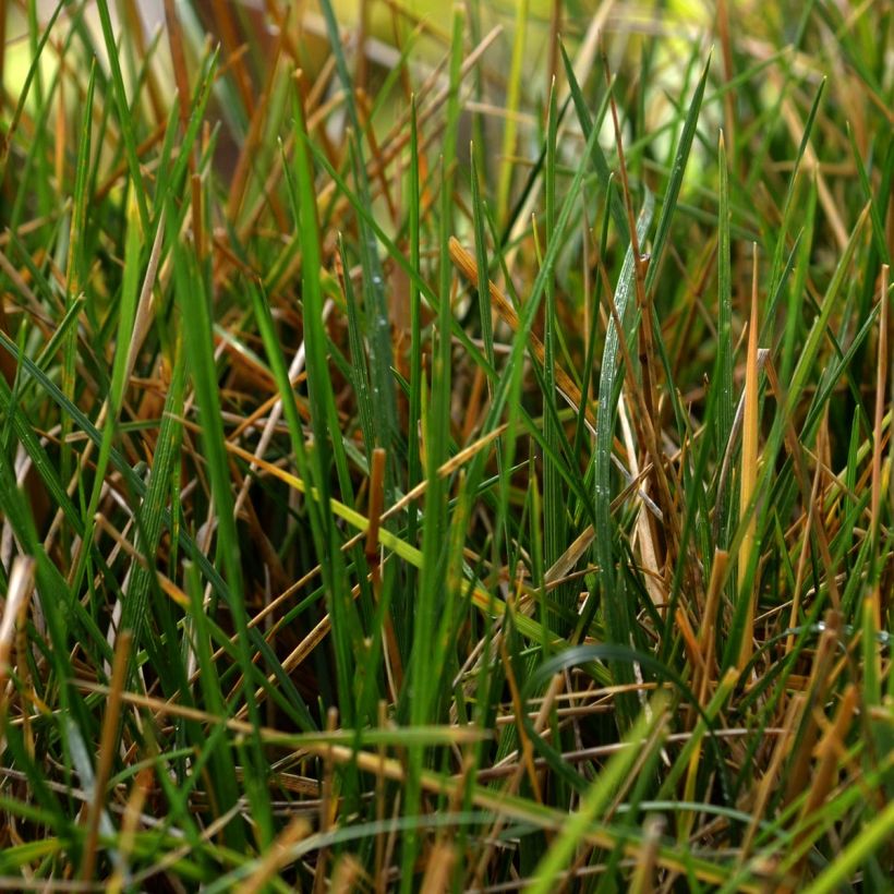 Deschampsia caespitosa (Foliage)