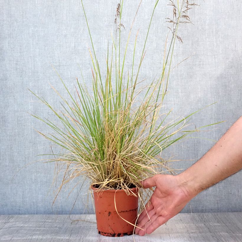 Deschampsia cespitosa Bronzeschleier 2L/3L pot sample as delivered in summer