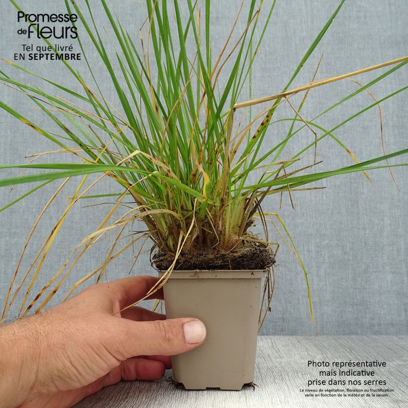 Deschampsia caespitosa Goldschleier 8/9 cm pot sample as delivered in summer