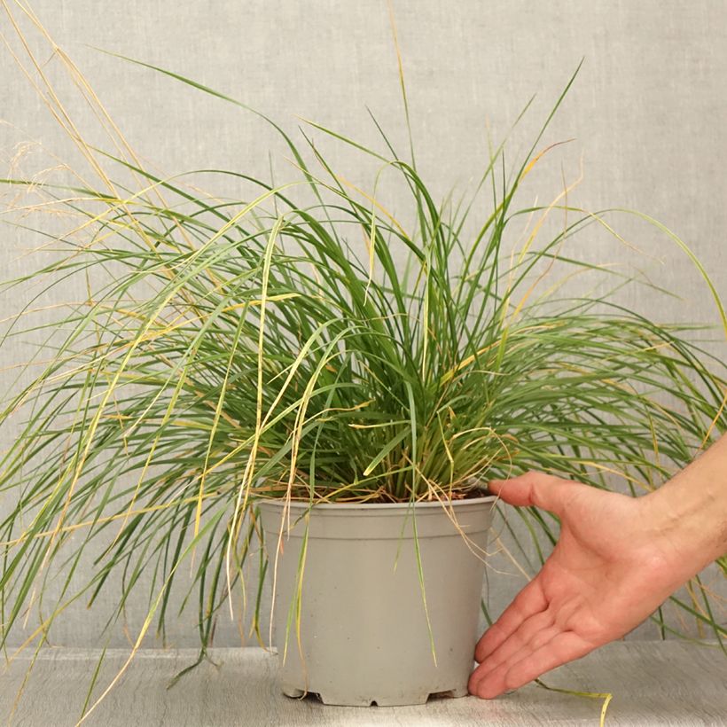Deschampsia cespitosa Palava 3L/4L pot sample as delivered in summer