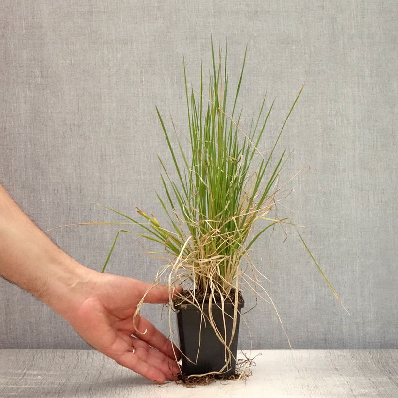 Deschampsia cespitosa Pixie Fountain 8/9 cm pot sample as delivered in summer