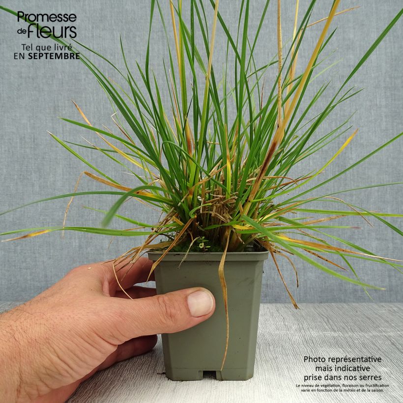 Deschampsia cespitosa Tardiflora 8/9 cm pot sample as delivered in summer