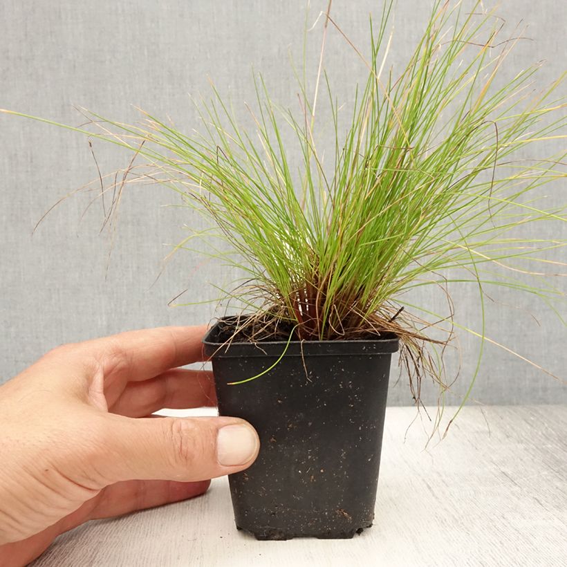 Deschampsia flexuosa Tatra Gold 8/9 cm pot sample as delivered in summer