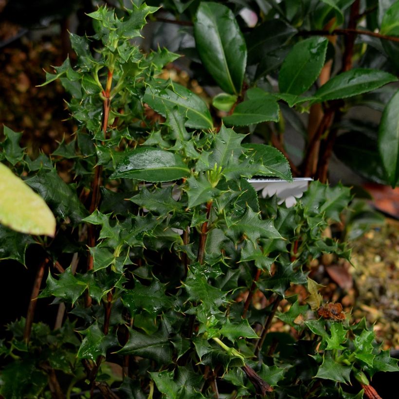 Desfontainea spinosa (Foliage)
