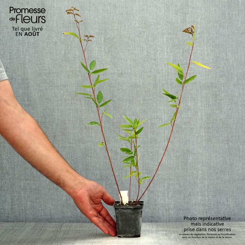 Desmodium nudiflorum 8/9 cm pot sample as delivered in summer