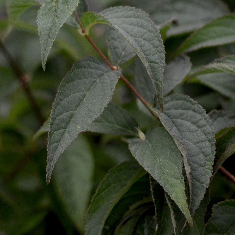 Deutzia compacta Lavender Time (Foliage)