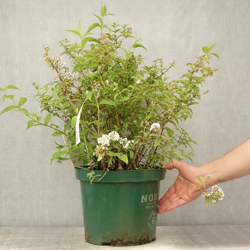 Deutzia compacta Lavender Time 7.5L/10L pot sample as delivered in summer