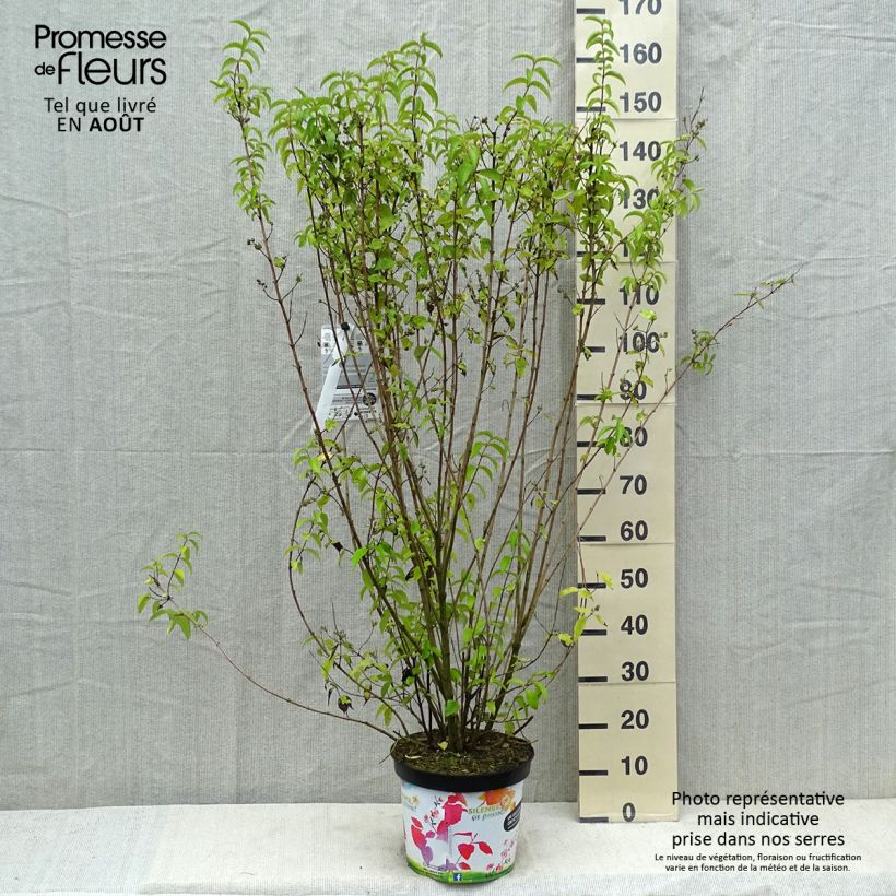 Deutzia crenata Pride of Rochester 7.5L/10L pot sample as delivered in summer