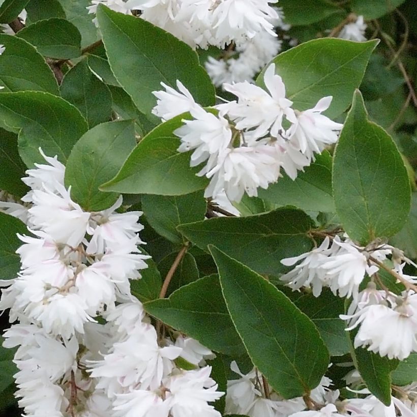 Deutzia crenata Pride of Rochester (Foliage)