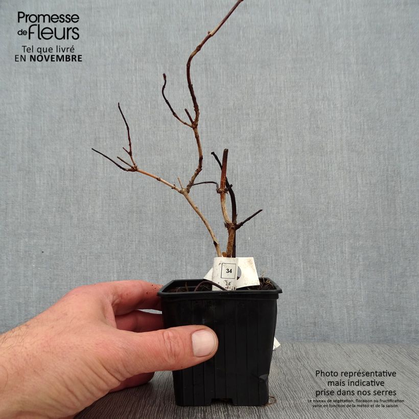 Deutzia crenata Pride of Rochester 8/9 cm pot sample as delivered in autumn
