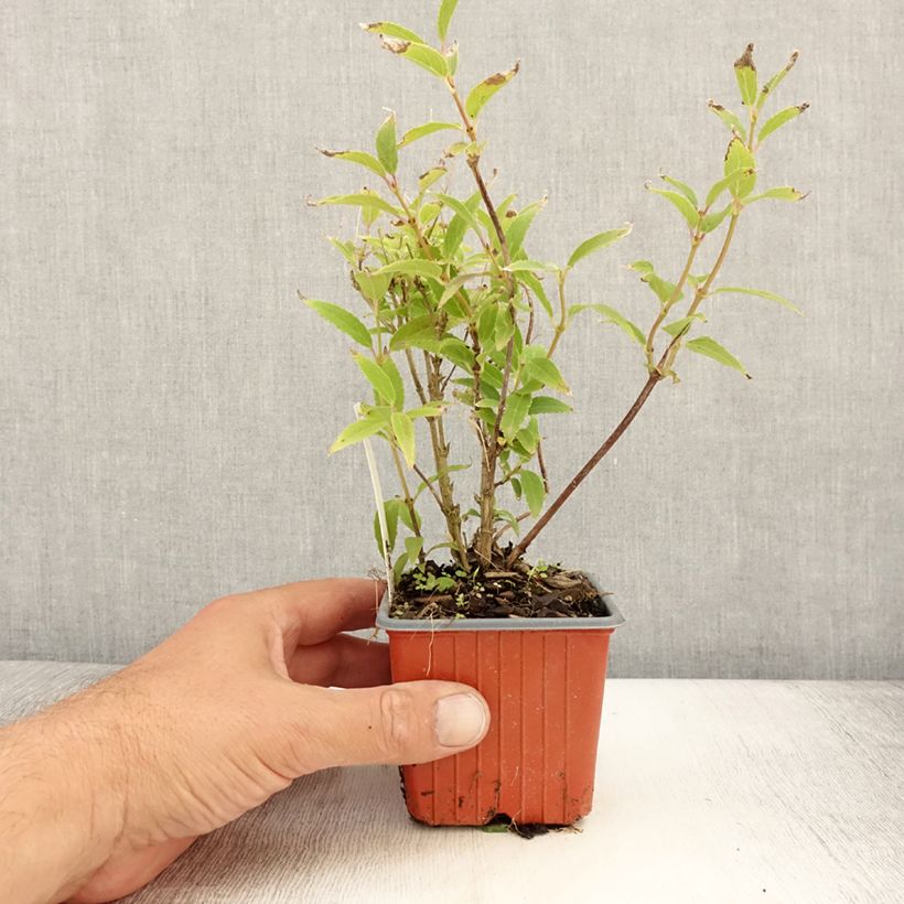 Deutzia gracilis 8/9 cm pot sample as delivered in summer