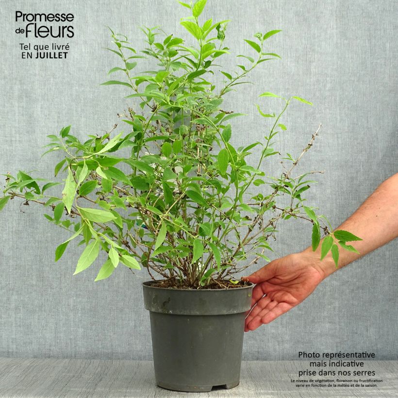 Deutzia gracilis 4L/5L pot sample as delivered in summer