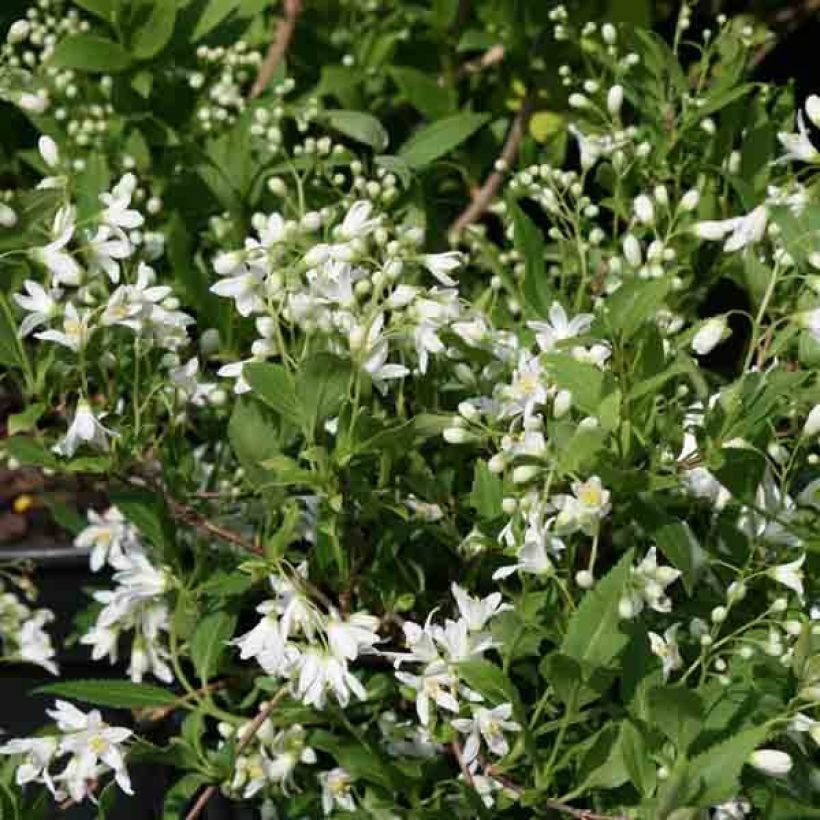 Deutzia gracilis Nikko (Flowering)