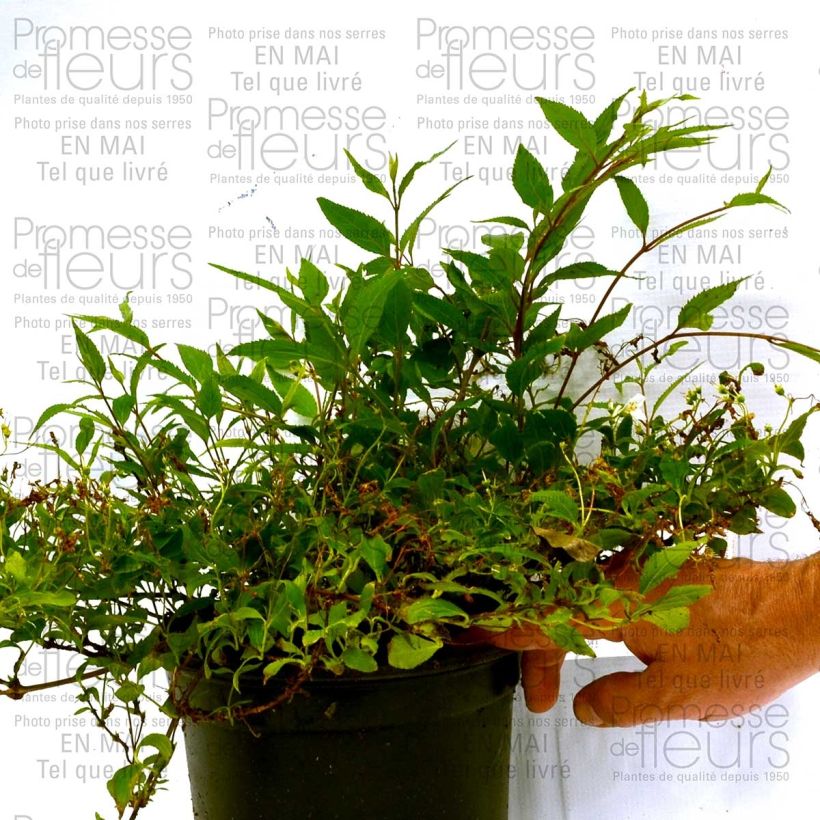 Deutzia gracilis Nikko (Plant habit)