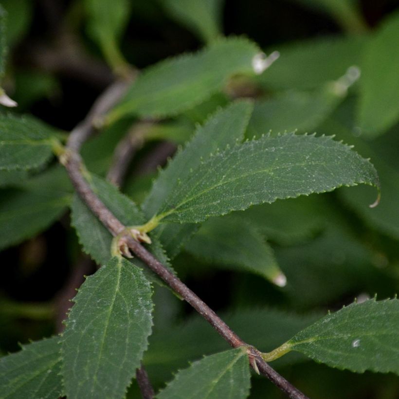 Deutzia gracilis Nikko (Foliage)