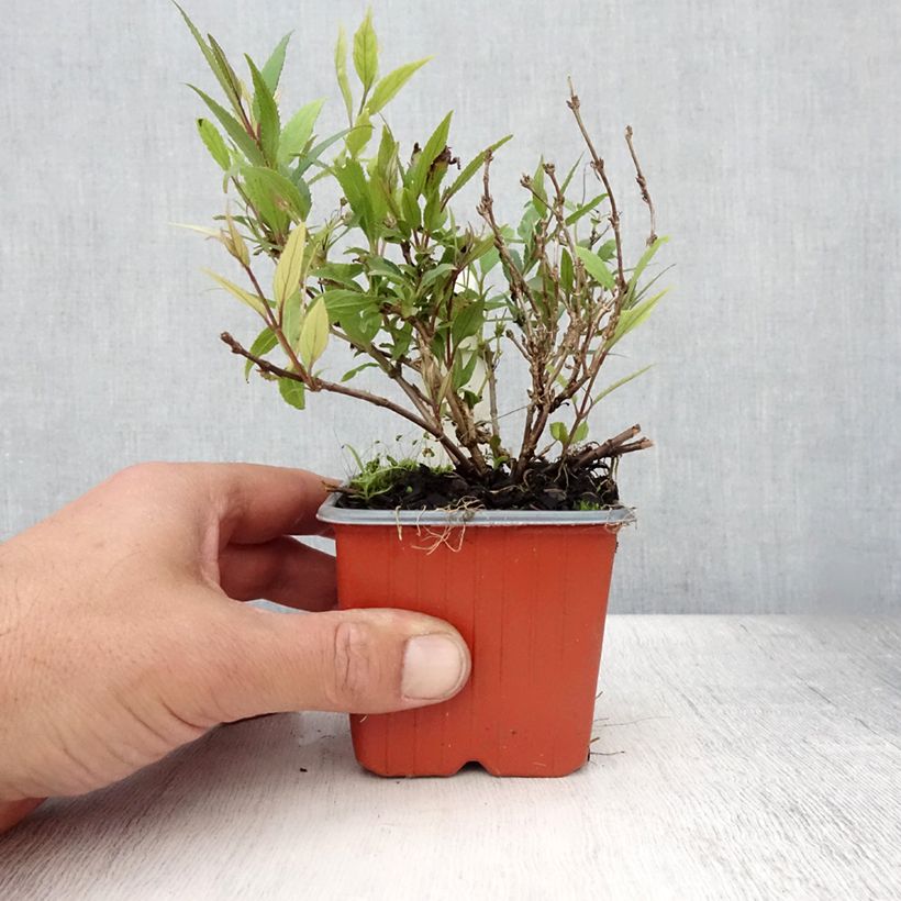 Deutzia gracilis Nikko 8/9 cm pot sample as delivered in summer