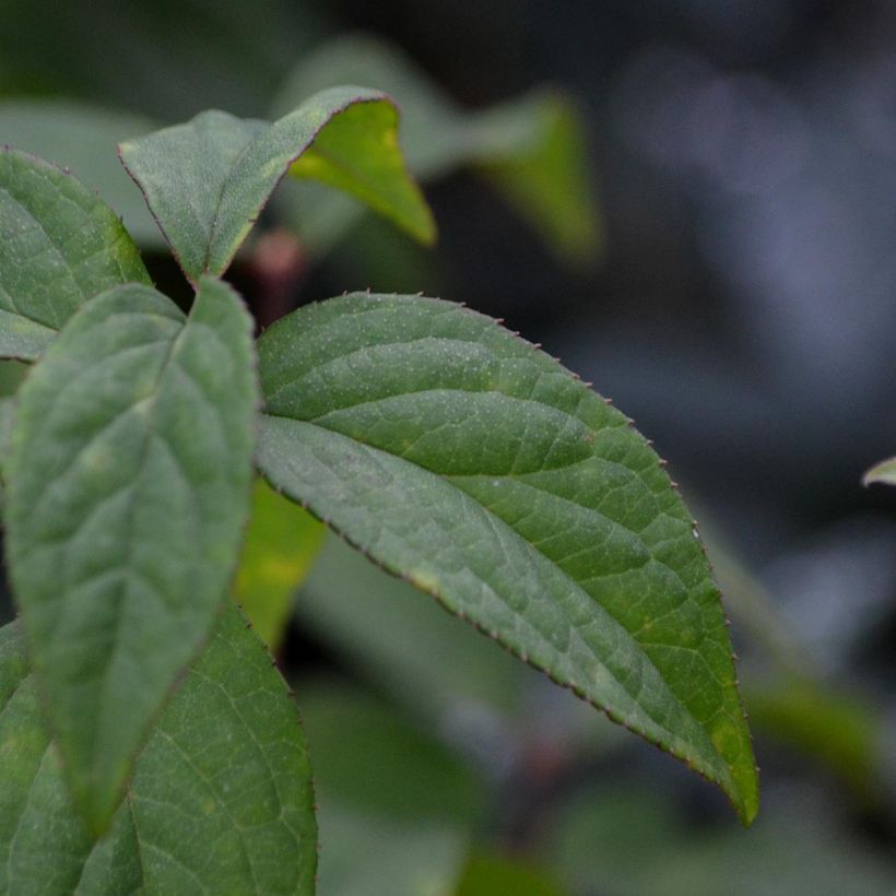 Deutzia Strawberry Fields (Foliage)