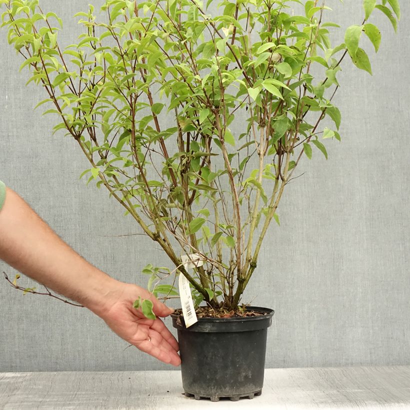 Deutzia magnifica 2L/3L pot sample as delivered in summer