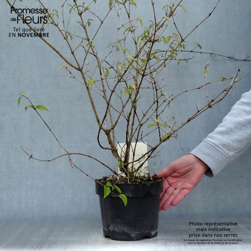 Deutzia monbeigii 2L/3L pot sample as delivered in autumn