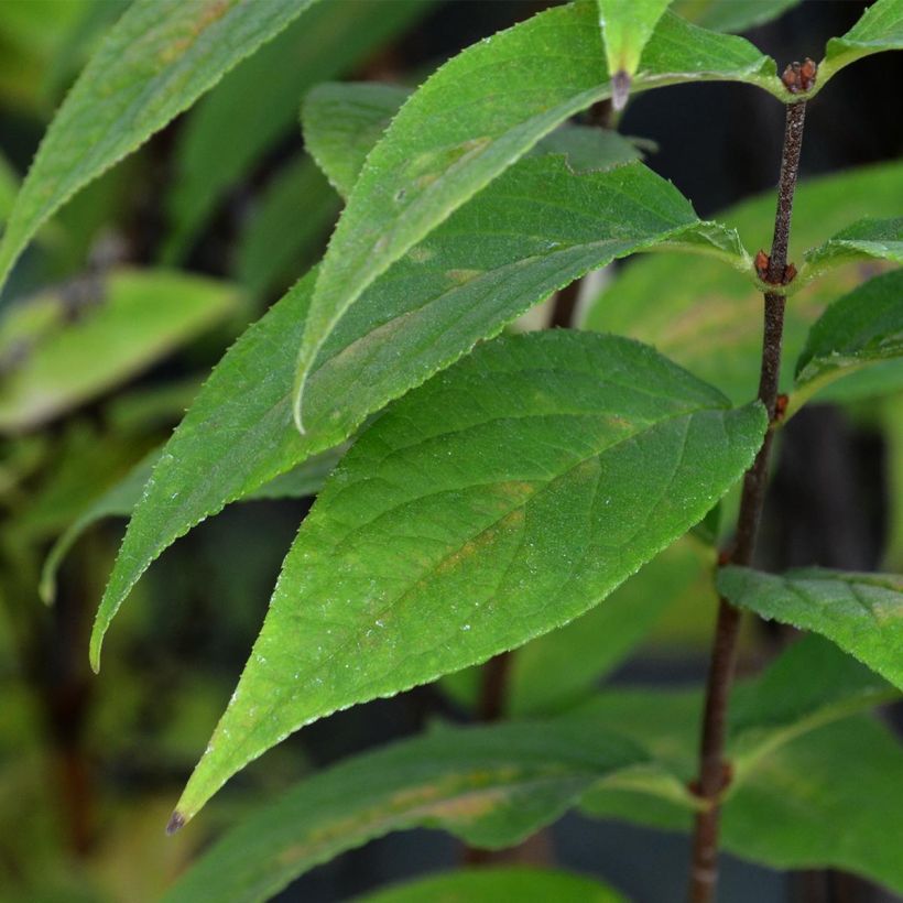 Deutzia Perle Rose (Foliage)