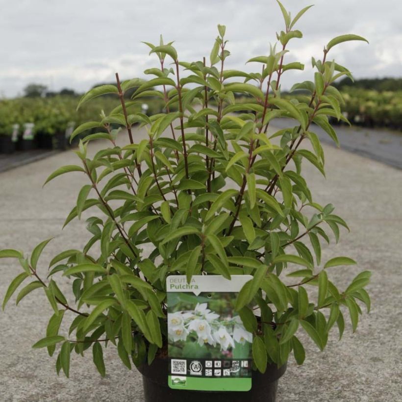 Deutzia pulchra (Foliage)