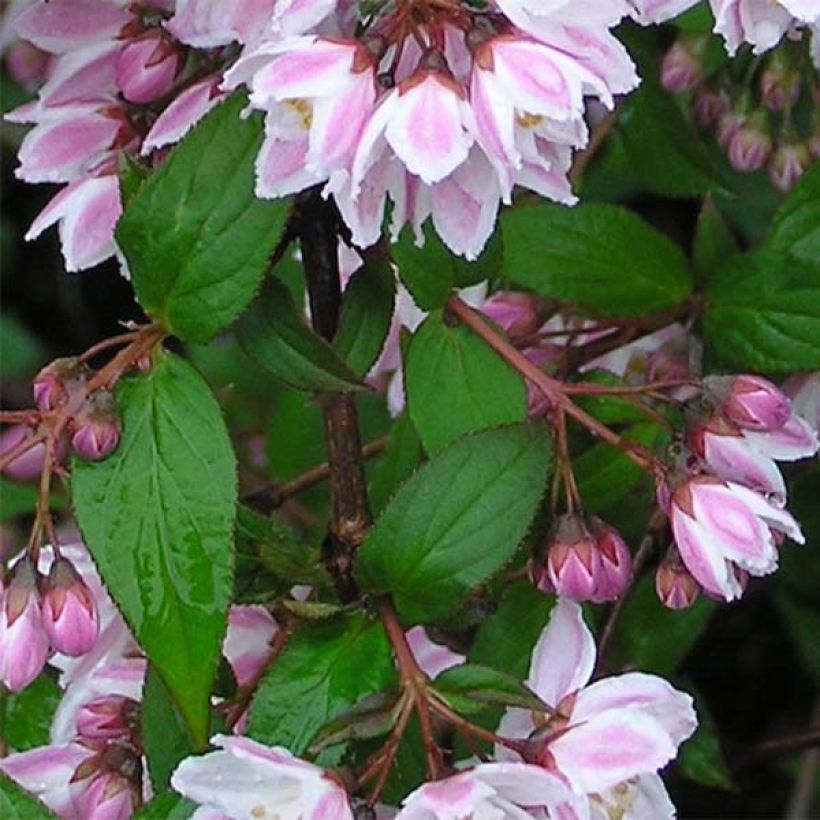 Deutzia purpurascens Kalmiiflora (Foliage)