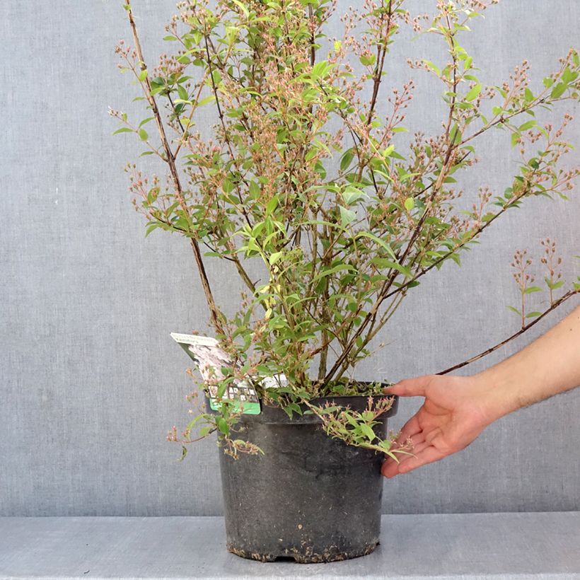 Deutzia purpurascens Kalmiiflora 7.5L/10L pot sample as delivered in spring