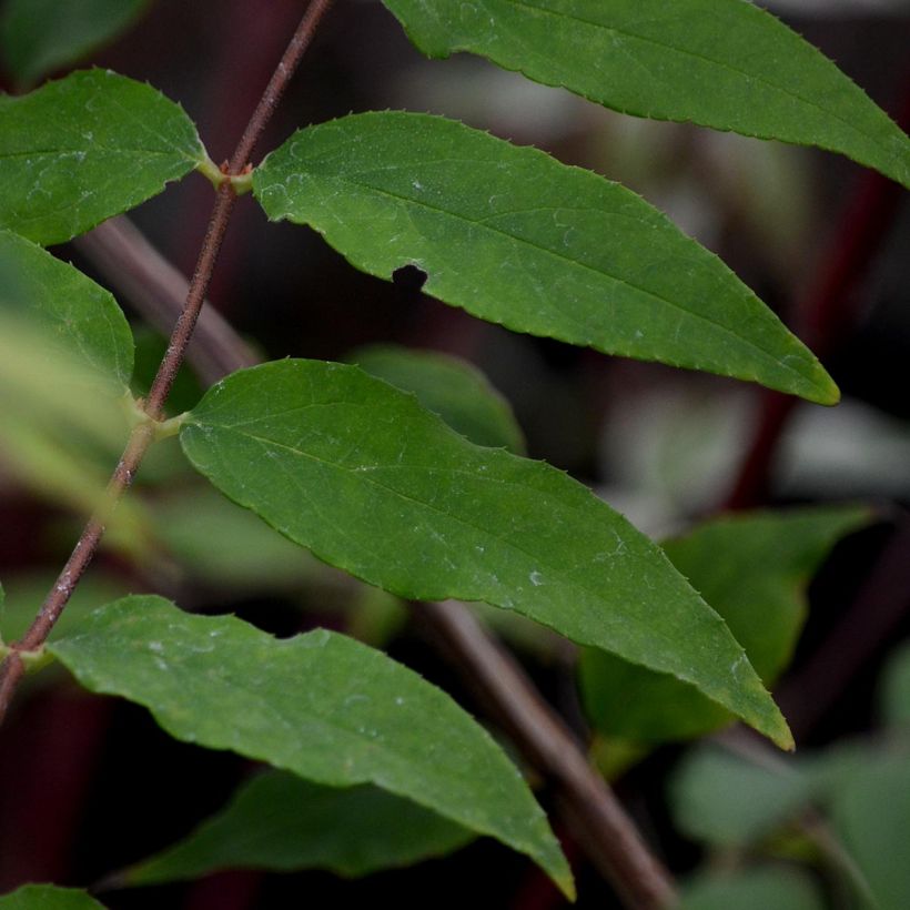 Deutzia scabra Codsall Pink (Foliage)