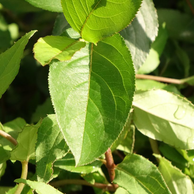 Deutzia scabra 'Punctata' (Foliage)