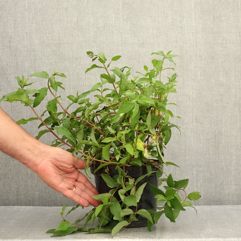 Deutzia scabra 'Punctata' 2L/3L pot sample as delivered in summer