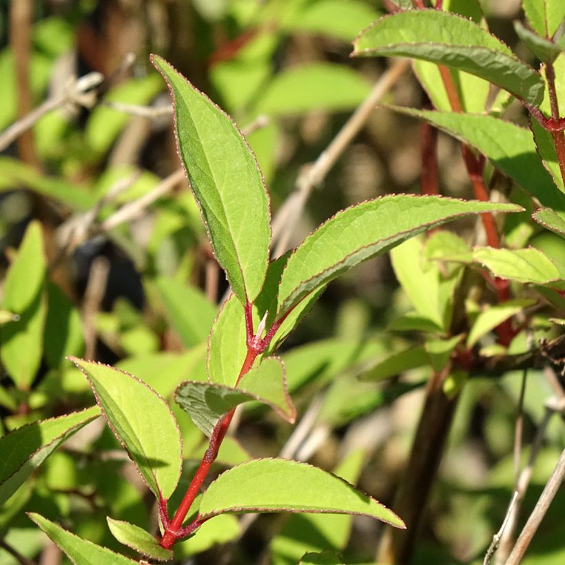 Deutzia x lemoinei (Foliage)
