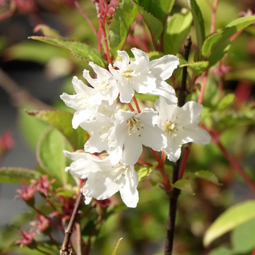 Deutzia x lemoinei (Flowering)