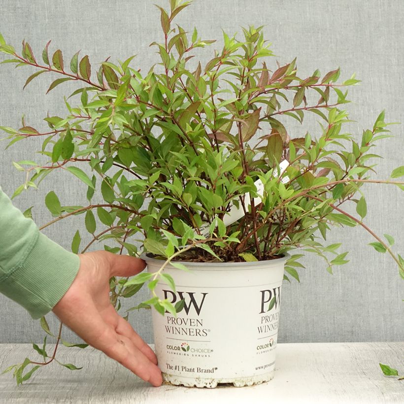 Deutzia Yuki Cherry Blossom 2L/3L pot sample as delivered in summer