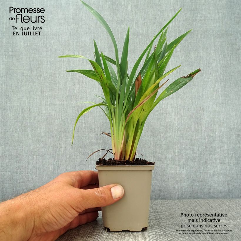 Dianella revoluta Blue Stream 8/9 cm pot sample as delivered in summer