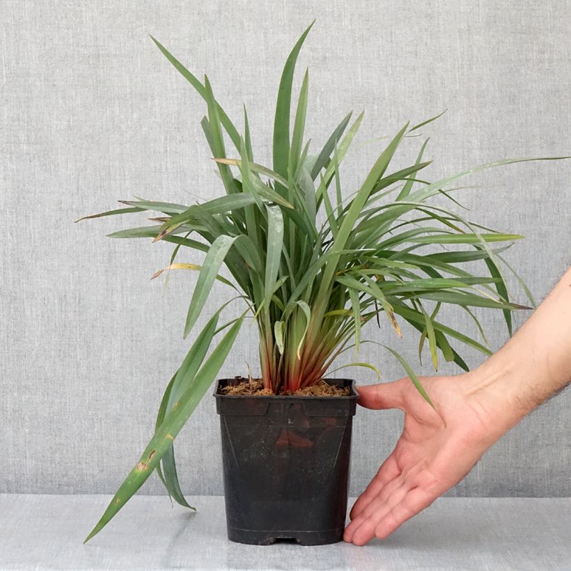 Dianella revoluta Blue Stream 2L/3L pot sample as delivered in spring