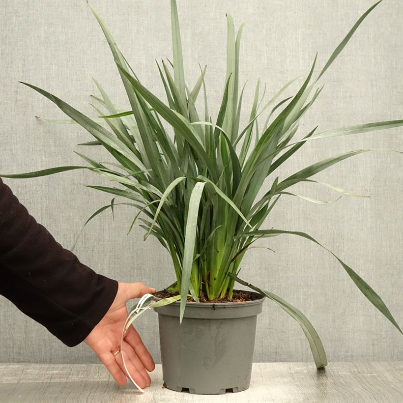 Dianella caerulea Cassa Blue - Blue Flax Lily 2L/3L pot sample as delivered in autumn